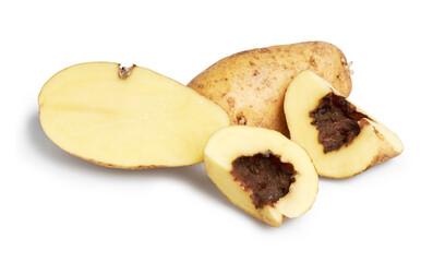 Blackleg of potato. Disease is caused by Pectobacterium bacteria or it is also called Dickeya...