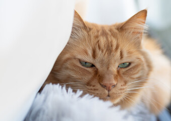 窓辺の猫　茶トラ猫