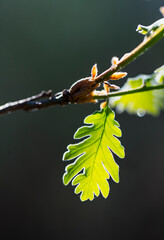 Springtime, ROBLE REBOLLO, MELOJO - PYRENEAN OAK (Quercus pyrenaica), Jerte Valley, Cáceres,...
