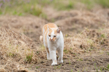 歩く猫　茶白猫
