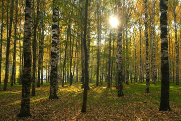 Beautiful view on autumn park with green and yellow leaves in the city. Falling yellow dry leaves are covering green grass and ground. Birches in the sun.