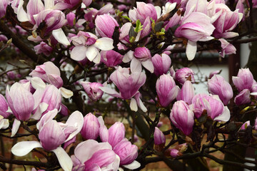 Zrenjanin Serbia magnolia flower in the rain