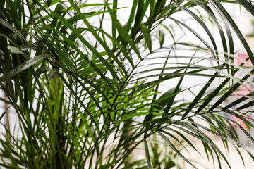 Obraz na płótnie Canvas Beautiful palm leaves on light background, closeup