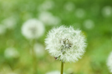 Obraz premium Closeup view of beautiful dandelion in meadow