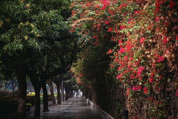 Bougainvillea blooming on the avenue. Guangzhou city scenery in spring. 