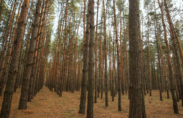 Beautiful pine forest with growing young trees
