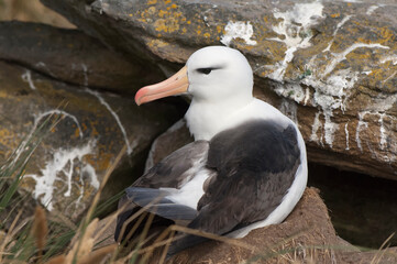 Black-browed Albatross or Black-browed Mollymawk (Diomedea melanophris), New Island, Falkland Island