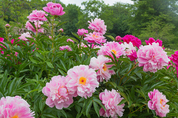paeony bush with light pink blossoms, in the park © SusaZoom