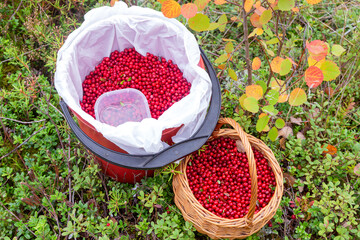 Big bucket and wicker basket full of red ripe wild lingonberry in northern autumn forest