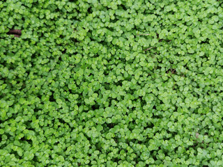 overgrown ivy and tropical leaves background