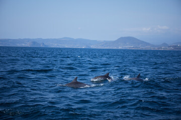 Fototapeta premium dolphin in the sea