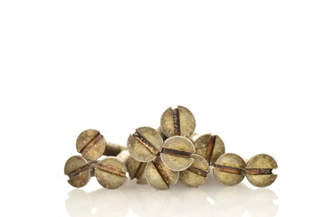 Several metal screws, close-up, isolated on white.