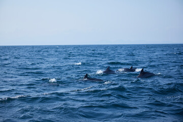 Fototapeta premium dolphin in the sea