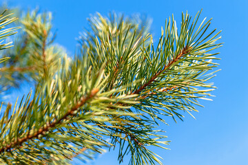 Young branches of resinous pine against of blue spring sky