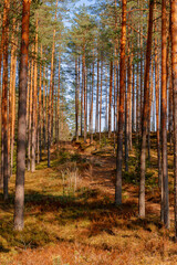 The beauty of Belarusian coniferous forests