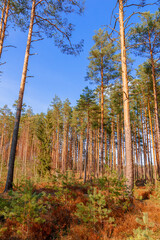 Beauties pine trees on a sunny day in the Belarusian forest
