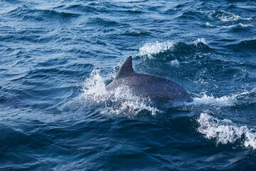 dolphin in the sea