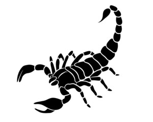Graphic scorpion isolated on white background, vector illustration for tattoo and print - obrazy, fototapety, plakaty