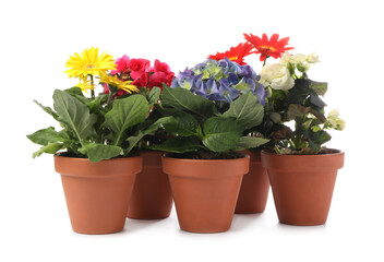 Naklejka na ściany i meble Different beautiful blooming plants in flower pots on white background