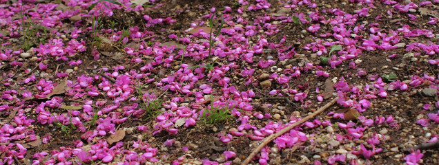 Fototapeta premium Carpet of pink petals on ground with sporadic tufts of grass