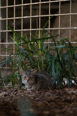 cat relaxing by a plant 