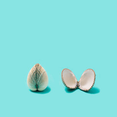 .Simple concept of two scallops, one is closed and second is open. Beautiful blue aqua background..