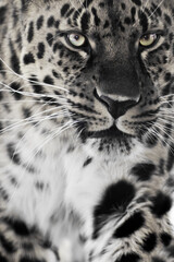 Naklejka premium Discolored with green eyes leopard is large in the entire frame,