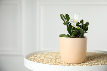 Beautiful blooming Schlumbergera (Christmas or Thanksgiving cactus) in pot on table against white wall. Space for text