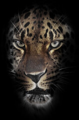 Night with faint colors leopard muzzle on a black background looks straight out of the darkness
