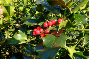 Früchte einer Stechplame