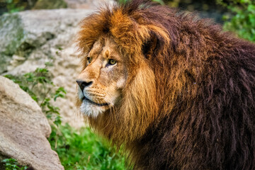Fototapeta na wymiar Lion in jungle forest in nature