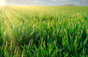 agricultural field with young sprouts and a blue sky with clouds - a beautiful spring landscape