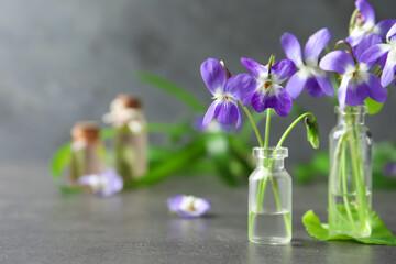 Beautiful wood violets on grey table, space for text. Spring flowers