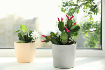 Beautiful blooming Schlumbergera plants (Christmas or Thanksgiving cactus) in pots on window sill