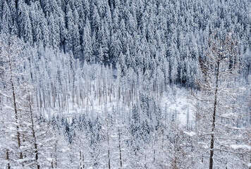 Piękny zimowy widok na panoramę gór Tatry © mirame111