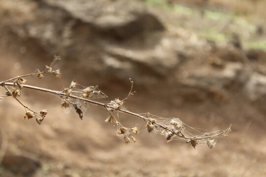Tree nature green leaf fresh