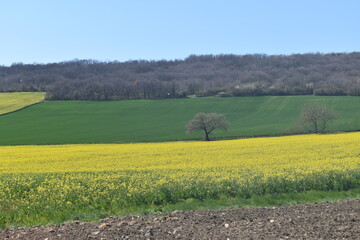 Obraz premium Champ de colza au printemps