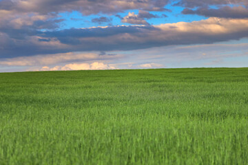 Obraz na płótnie Canvas Zielone pole