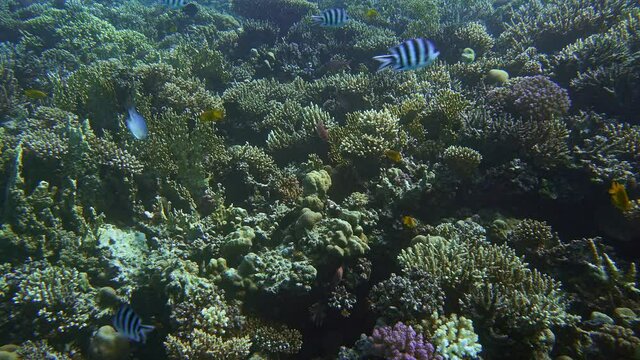 A beautiful coral garden at the reef surface.