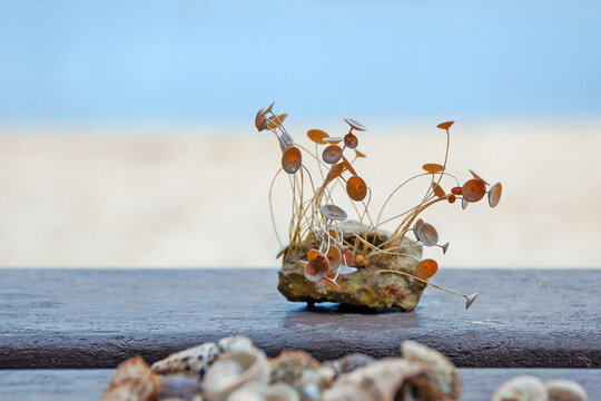 Stone with growing Acetabularia (mermaid's wineglass) on wooden background against sea and beach on the seashore in Banjole, Croatia.