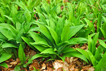 Bärlauch, Allium ursinum, wild garlic, bear leek, nur Blätter vor der Blüte