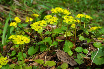 Wechselblättriges Milzkraut, Chrysosplenium alternifolium, alternate-leaved golden saxifrage,