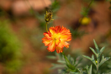 Cosmic Orange Sulfur Multicolour Cosmos plant and flower, Cosmos sulphureus, India