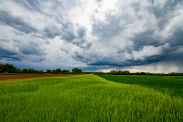 green field and blue sky