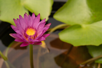 Bull's Eye Tropical Water Lily, Nymphaea Bull's Eye