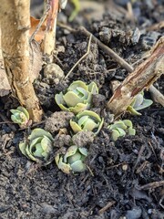 Fetthenne im Frühling