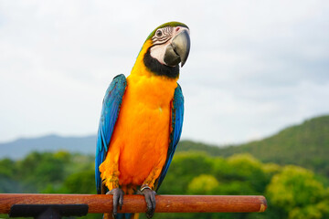 Fototapeta na wymiar Blue-and-yellow macaw (Ara ararauna), also known as the blue-and-gold macaw is a large South American parrot on wooden perch.