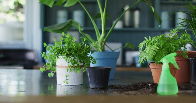 View of multiple plant pots and water sprayer bottle on the table at home