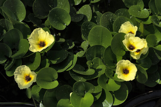 Waterpoppy plant and yellow flowers, Hydrocleys nymphoides, India