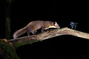 A Pine marten cuts through an infrared barrier 
